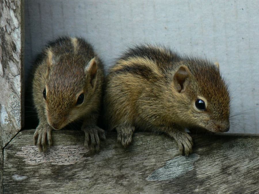 2026-01-21-05-veverka indická.jpg